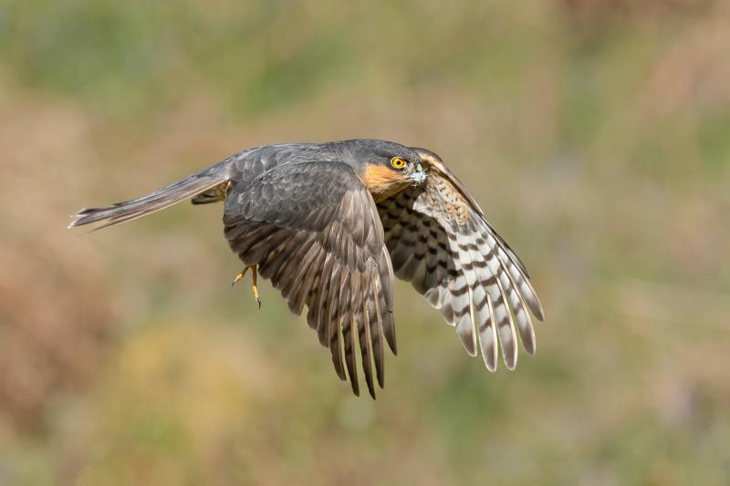 Male Sparrowhawk in Flight Livingston Camera Club